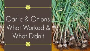 Garlic and Onion Harvest - What Worked and What Didn't