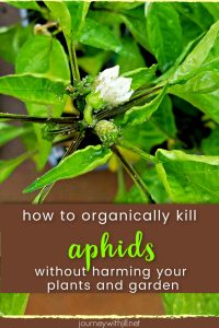 how to organically kill aphids without harming your garden