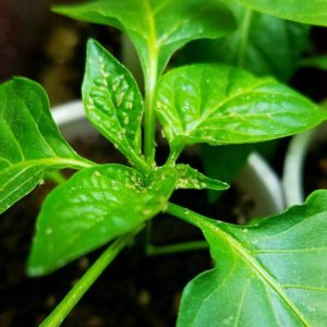aphids on pepper plants