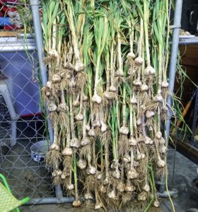 How to Prepare Soil for Growing Garlic
