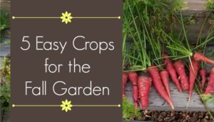 5 Easy Crops for the Beginner’s Fall Garden
