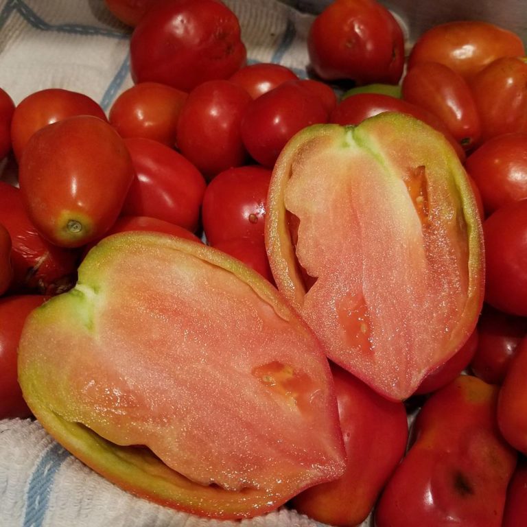 amish paste tomato
