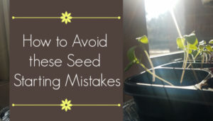 How to avoid seed starting mistakes