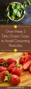 If you can't afford to purchase organic and want to limit your family's intake of pesticides, start with growing these 5 crops on the Dirty Dozen list.