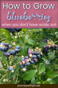 How to Grow Blueberries when you don't have acidic soil