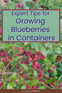 Expert Tips to Grow Blueberries in Containers
