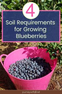4 Soil Requirements for Growing Blueberries