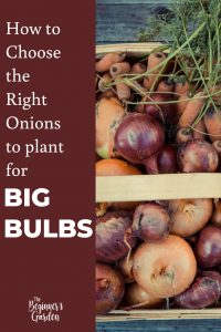 growing onions for big bulbs