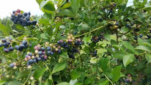 How to Grow Blueberries in Containers or in the Ground – tips from Lee Reich