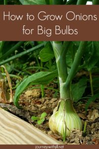 How to Grow Onions for Big Bulbs