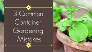 container gardening mistakes