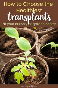 How to Choose the Healthiest Transplants at the Nursery or Garden Center