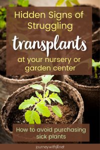 Hidden Signs of Struggling Transplants at the Nursery or Garden Center