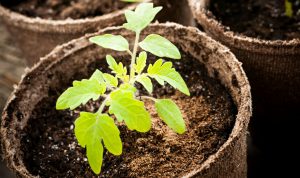 7 Tips for Choosing Healthy Transplants at the Garden Center