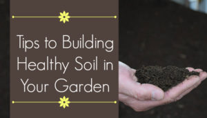 tips to building healthy soil