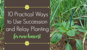10 ways to use succession planting and relay planting in the garden