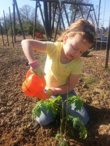 child transplanting a tomato plant
