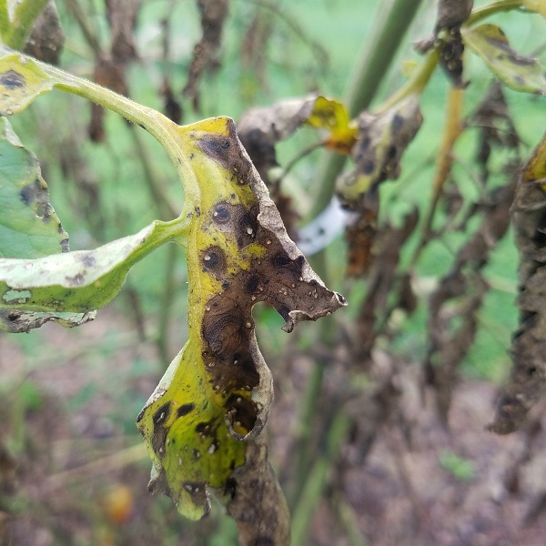 Septoria Leaf Spot causes yellow tomato leaves