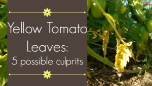 5 possible causes for yellow leaves on tomato plants