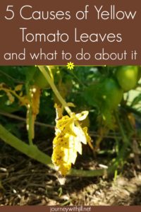 5 causes of yellow tomato leaves