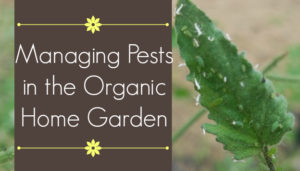 Managing Pests in the Organic Home Garden