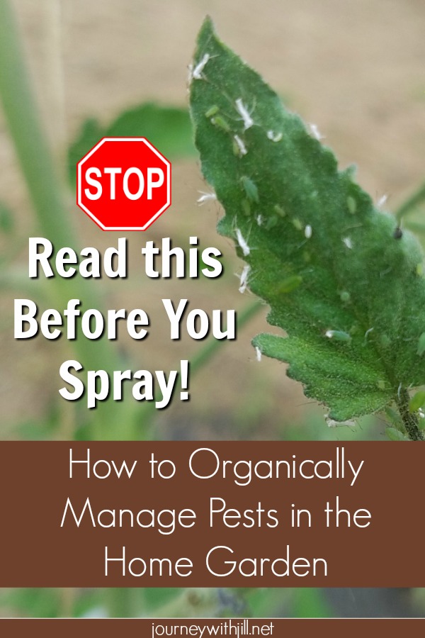 How to Organically Manage Pests in the Home Garden