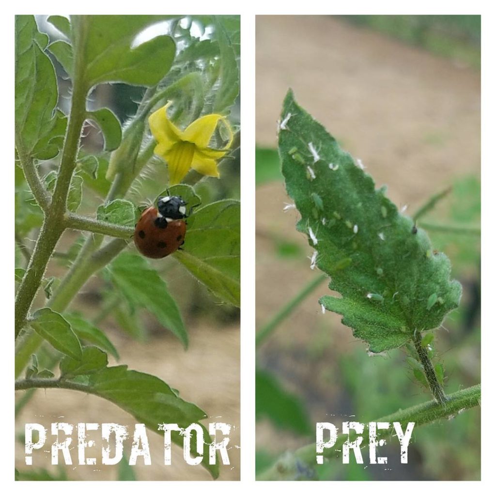 ladybugs will help you with pest control