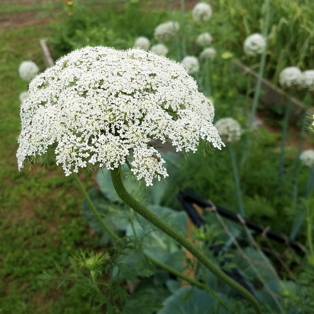 flowering carrot attracts beneficial insects