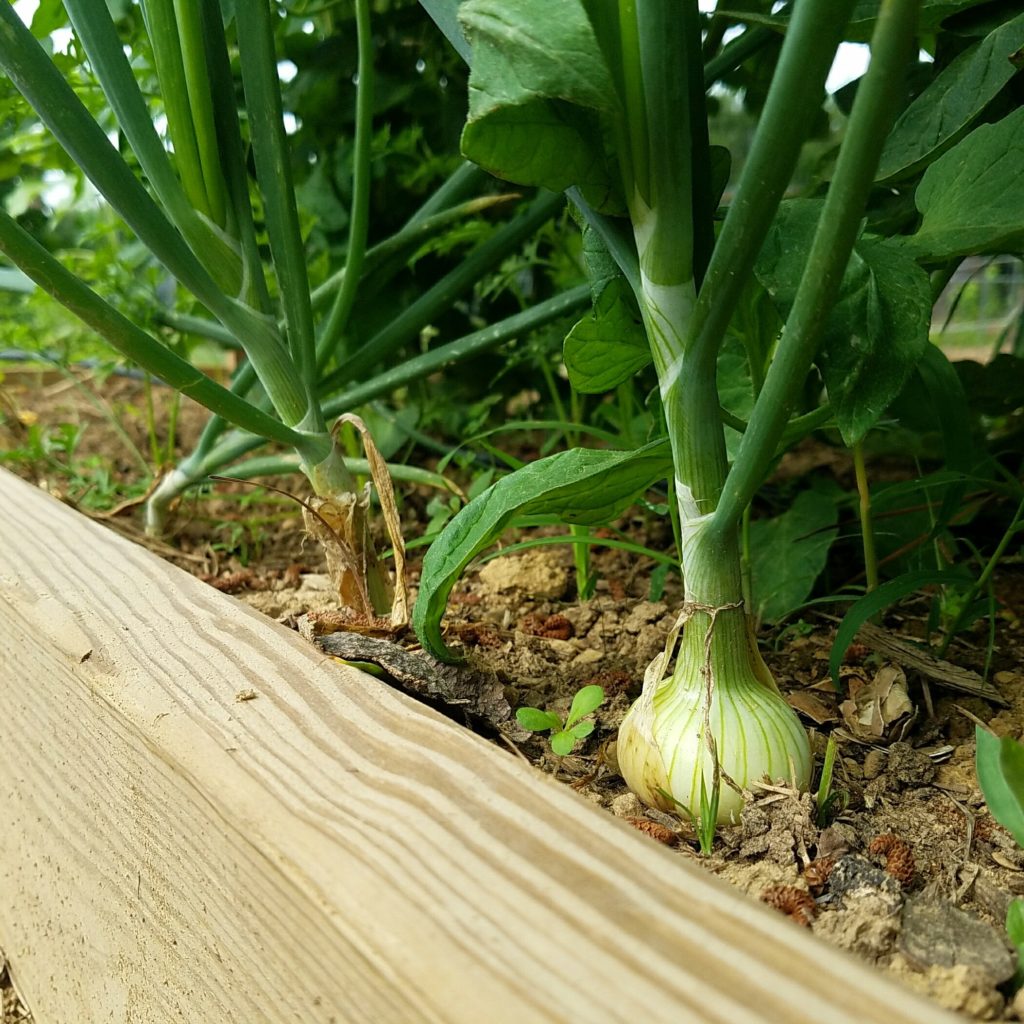 onions popping up out of the garden