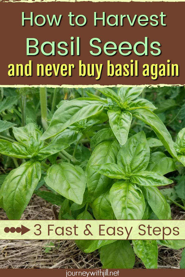 How to Harvest Basil Seeds