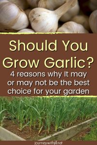 Should You Grow Garlic?