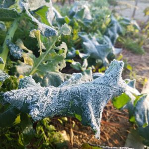 What to Do When a Spring Frost or Freeze Threatens Your Early Crops