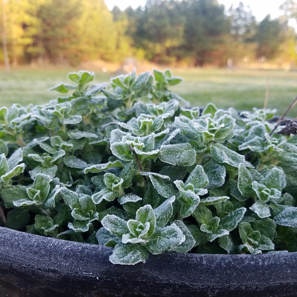 frost on oregano, which survives in garden zone 7