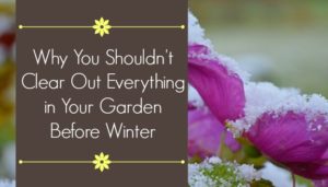 why you shouldn't clear everything out of your garden before winter