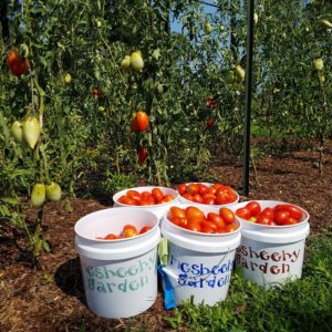 tomato buckets