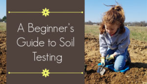 A Beginner's Guide to Soil Testing