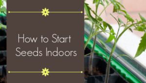 How to Start Seeds Indoors