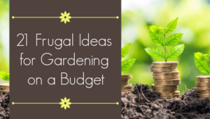 gardening on a budget