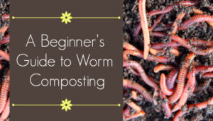 worm composting 101