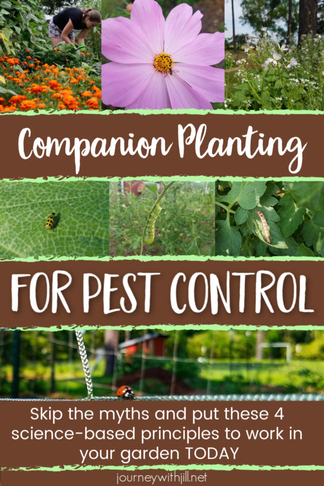 IV. Best Companion Plants to Repel Common Garden Pests