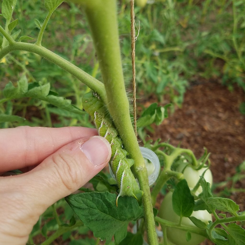 handpick tomato hornworm