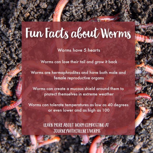 Worm Fun Facts - Worm Composting 