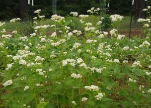 flowering buckwheat attracts beneficial insects