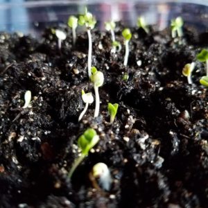 lettuce and cabbage sprouts