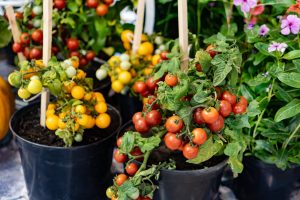 3 Common Container Gardening Mistakes