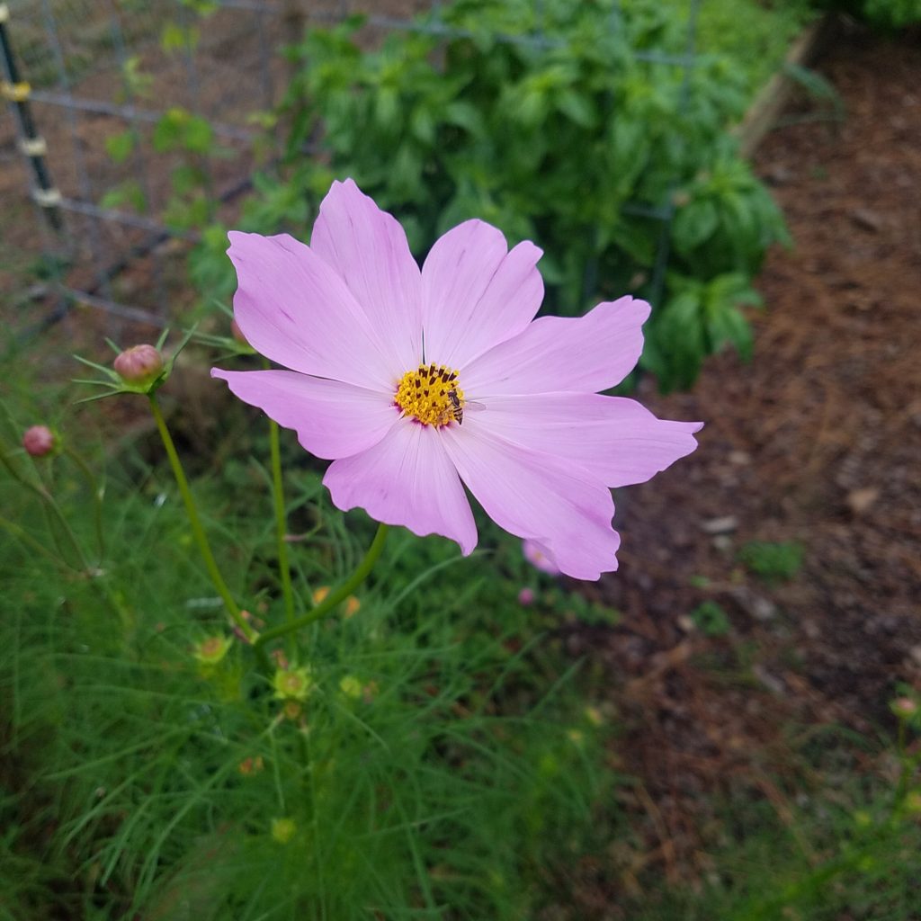 companion planting cosmos flower to attract beneficial insects