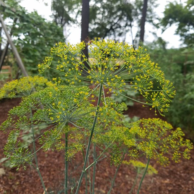 dill flowers attract beneficial insects