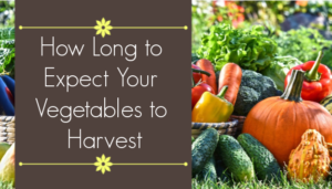 how long to expect vegetables to harvest