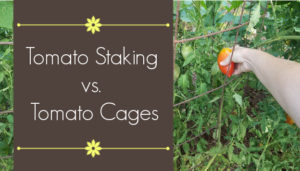 tomato staking vs tomato cages