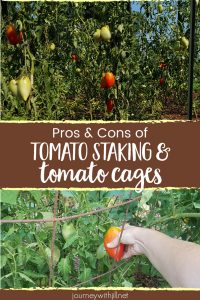 pros and cons of tomato staking and tomato cages